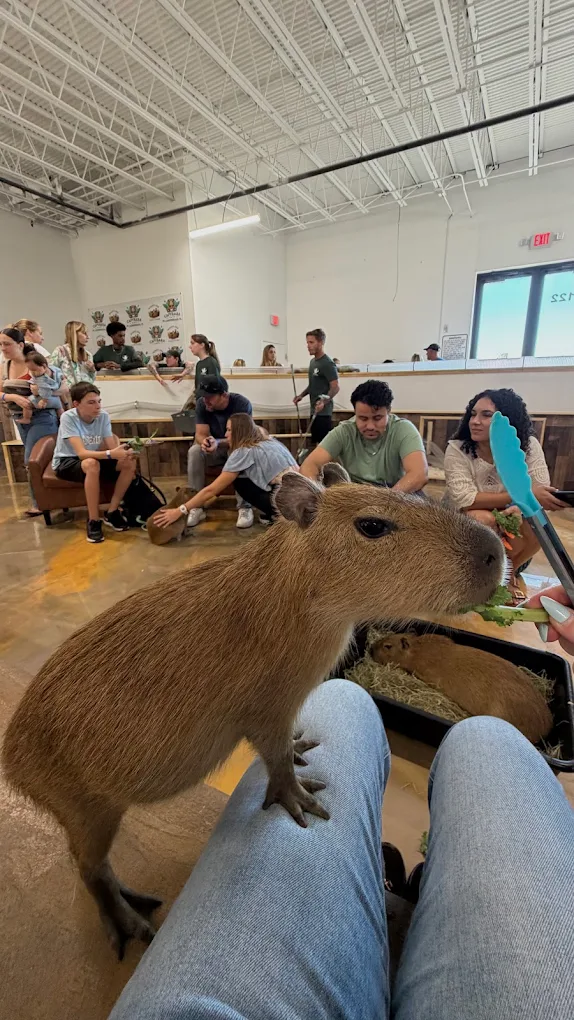 A capybara standing up for a snack during a lively group session