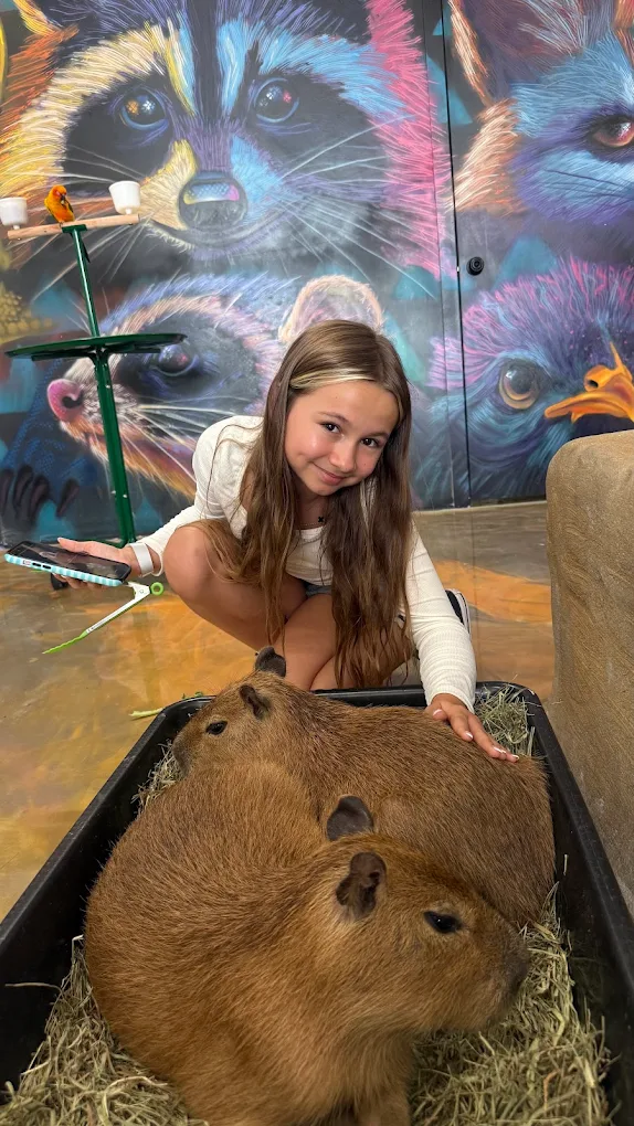 A young guest petting two capybaras resting in their nest