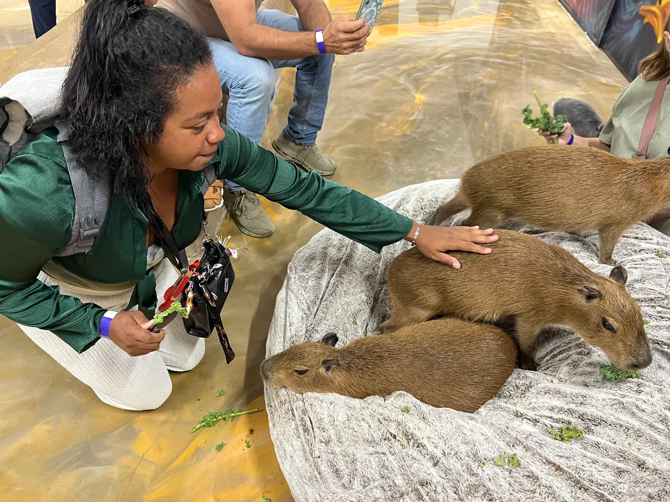 A Capybara Cafe guide with two capybaras during a guided session