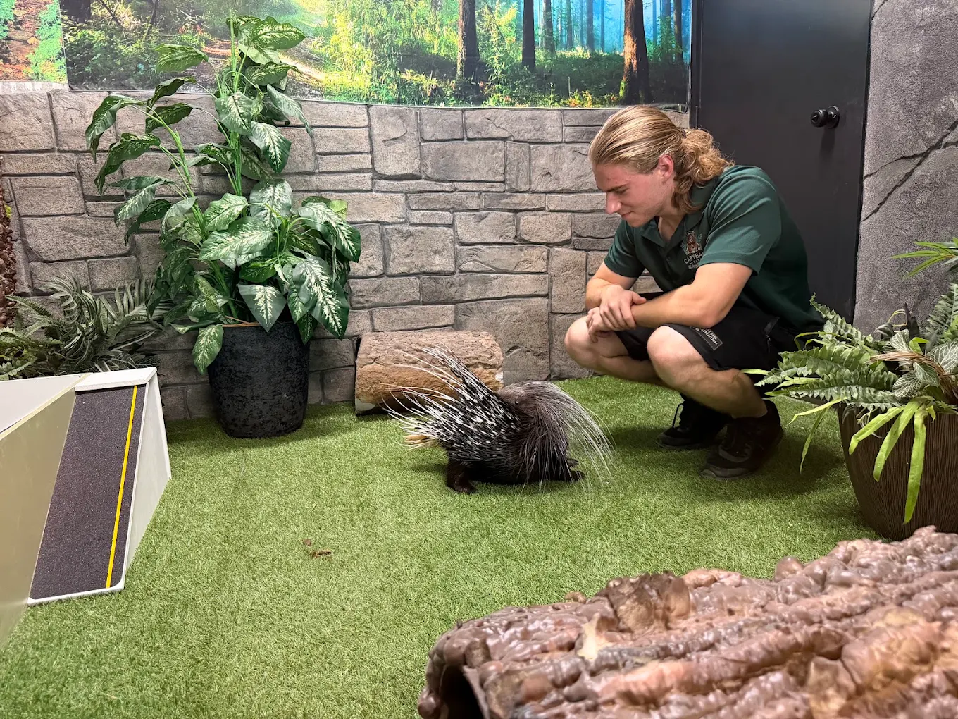 A Capybara Cafe guide crouched beside our porcupine ambassador in his habitat