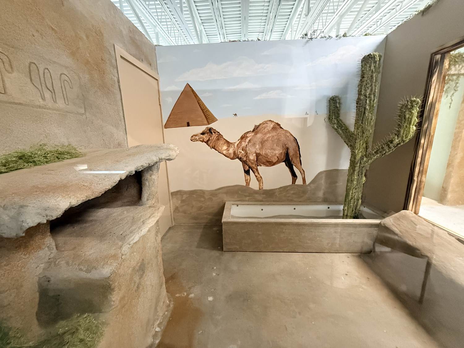 Desert habitat with camel and pyramid mural, cactus, and rock ledges